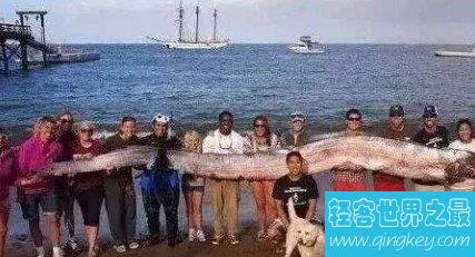 世界各地人们捕捉到的超巨大鱼类，竟比一艘邮轮都大
