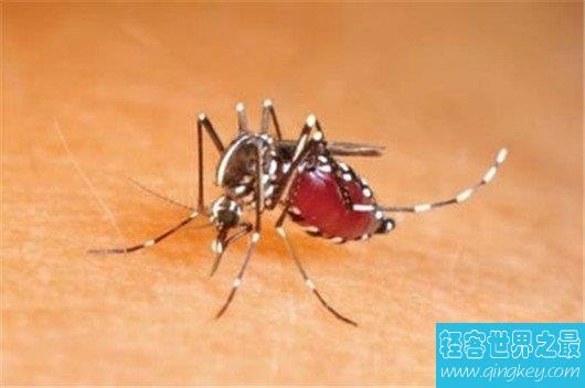 世界第一只转基因蚊子，证实了全世界科技的进步