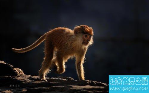 世界上跑的最快的猴子，每小时能达到50公里！