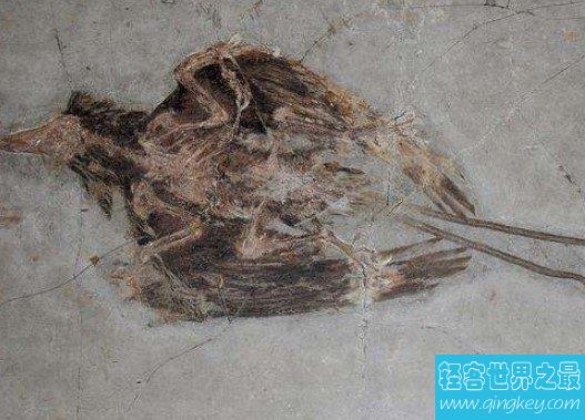 世界上保存最完整的古鸟,来自一亿年前恐龙横行的白垩纪