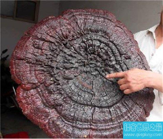 世界上最大的灵芝，江西萍乡巨型灵芝重达55.5公斤！