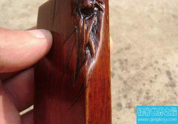 世界最硬的木头，可以抵挡住一般的子弹