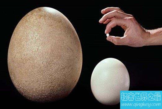 世界上最小的蛋,比鸡蛋还有小120倍的蛋