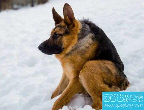 世界上最丑的犬种，卡西莫多犬(天生残疾没有脖子)