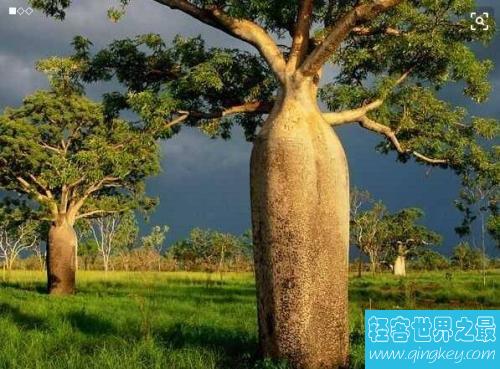 世界上最能储存水的树，成年纺锤树可存水两吨 ！