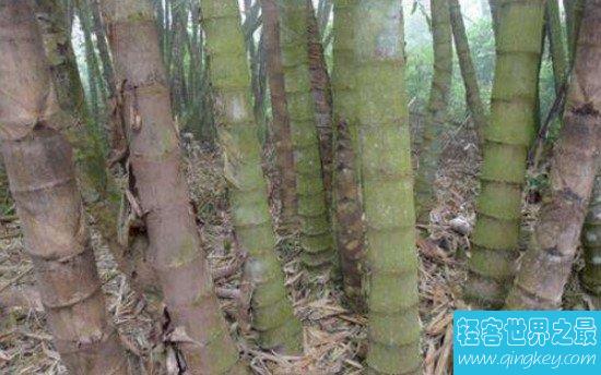 世界上最大的竹子品种，长45米，直径达到30厘米
