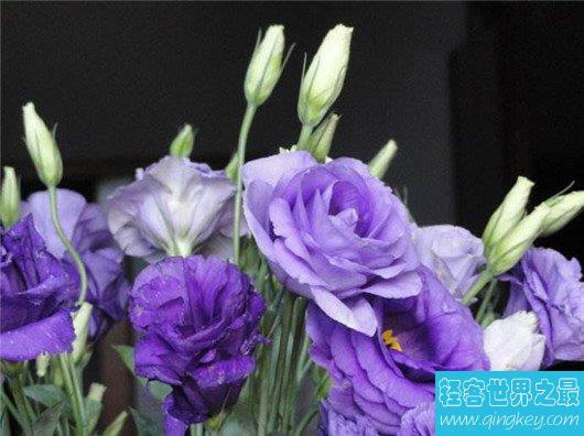 世界上最贵的10种鲜花，斯里兰卡仙人掌花有市无价