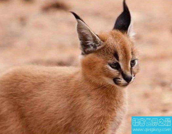 世界上最贵最稀有的猫Caracat，更是成为最珍贵的猫品种