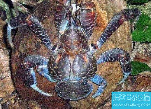 世界上最大的陆生螃蟹，椰子蟹