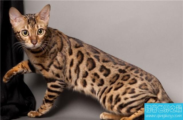 世界十大畅销猫品种，斯芬克斯排名第一