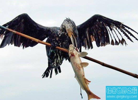 世界上最会捕鱼的鸟类，鸬鹚是一种大型的食鱼游禽