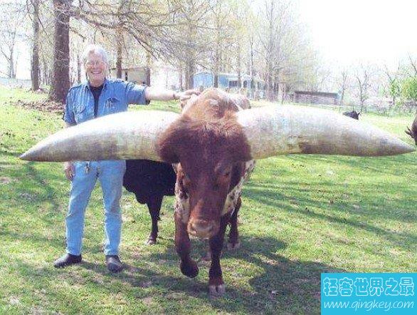 世界上最大的牛角，曾有人出价180万