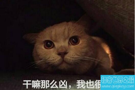 橘猫为什么那么胖，10斤以下的橘猫是不存在的