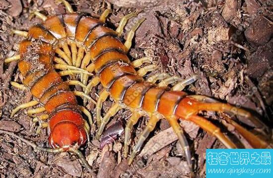 波多黎各巨人蜈蚣，性情温和却有剧毒的美丽蜈蚣