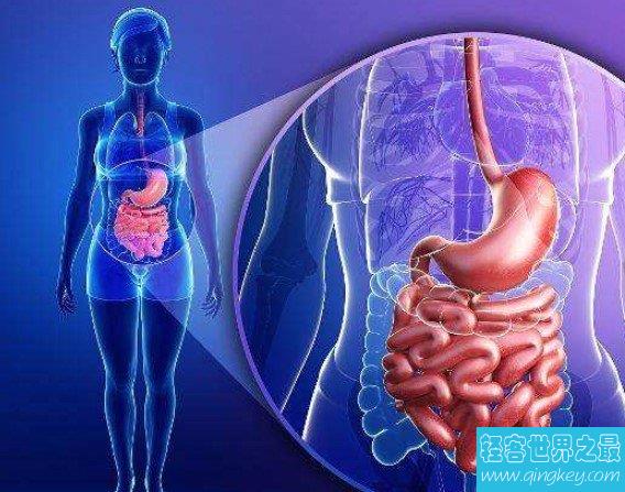 人体内最长的器官，也是非常重要的器官