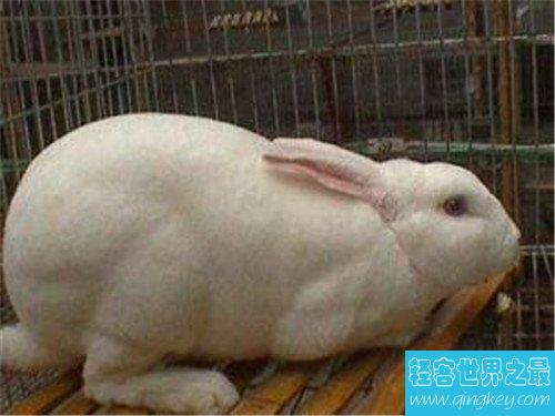 世界上最小的兔子，这些小兔子简直萌翻了