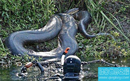 世界上最长的蛇亚马逊森蚺，嘴能长大成180度