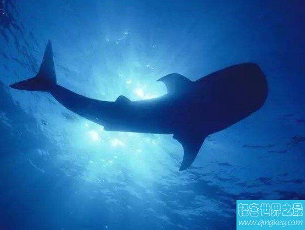 世界上最孤独的鲸鱼，哑巴(Alice)大海深处的隐士