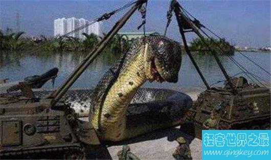 世界上最长的蛇，500米长的红海巨蛇是否为真？