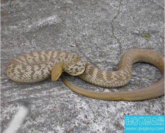 世界上最恐怖的巴西蛇岛，全岛都是蛇