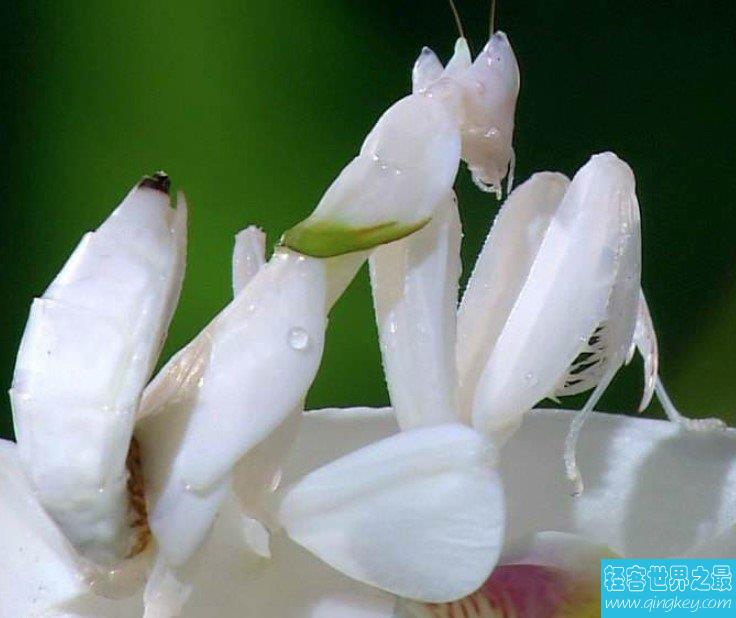 世界上最漂亮的螳螂，兰花螳螂最会伪装的致命美丽