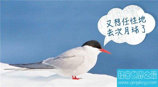 世界上飞的最远的鸟，北极燕鸥迁徙往返南北两极（全程4万公里）