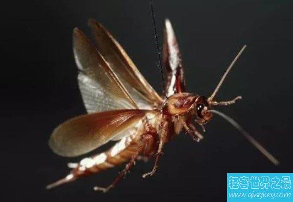 世界上最大的蟑螂，长度达10厘米的东方蜚蠊