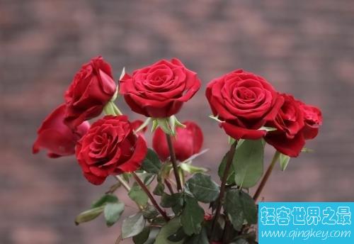 玫瑰花颜色花语，它的寓意让人喜欢。