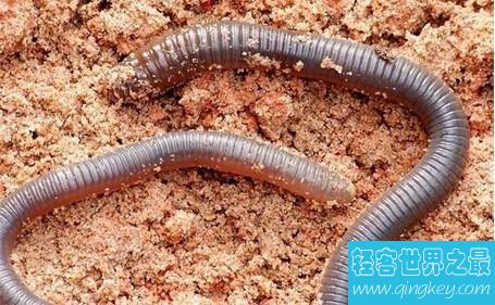 世界最长的蚯蚓，竟然长达三米多！