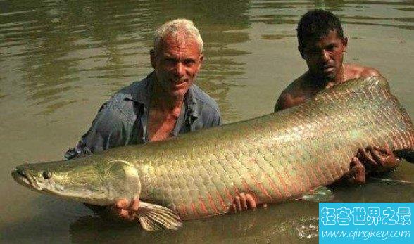 世界上最大巨骨舌鱼，长3米，重达460斤