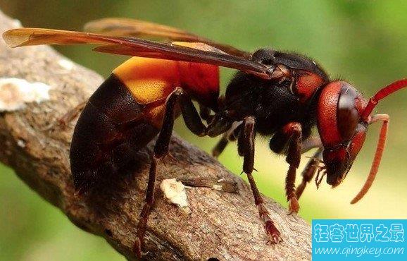 世界上最恐怖的大黄蜂，可以咬死一个成年人