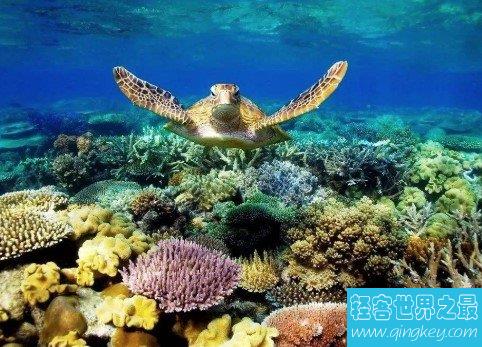 世界上最大的大堡礁，共有岛屿600多个，面积达20.7万平方千米