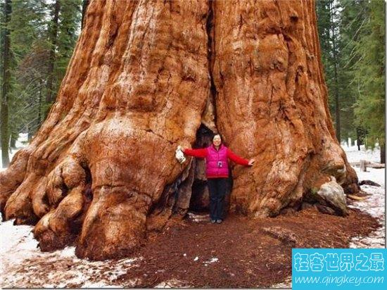 最大树雪曼将军树，高达83.5米！