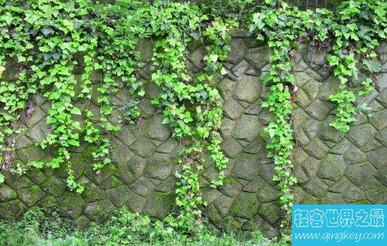 吸甲醛的植物，原来它不但可以美容还能吸收甲醛。