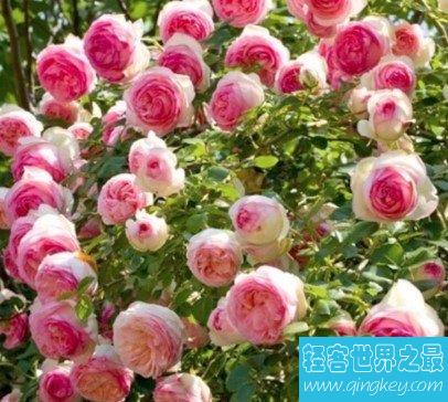 世界上最大的蔷薇花，遮盖着501.3平方米的地面