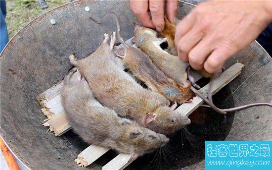 福建烤老鼠用的是田鼠，经过高温后已杀死细菌