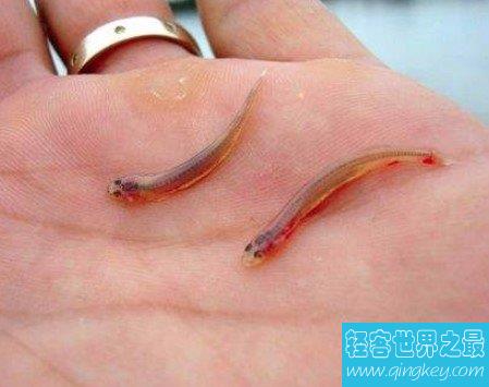 世界上最小的脊椎动物，能够从尿道钻入人体内吸血
