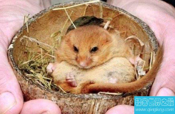 世界上最喜欢睡觉的老鼠，每年大约有9个月都在冬眠