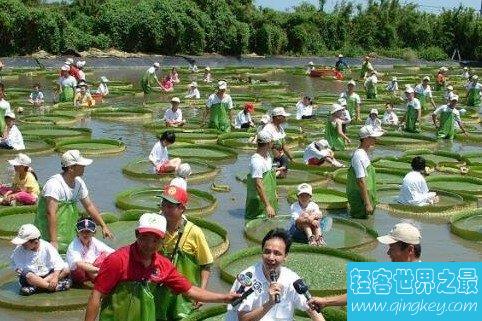 世界上叶子最大的水生植物，坐下一个人完全没有任何问题