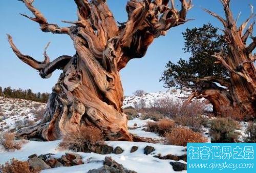 最古老的树，已经有9500年的历史！