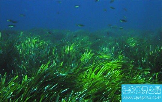 世界上最古老的植物，地中海海草寿命超过10万年