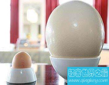 世界上最大的蛋，比鸡蛋大100倍