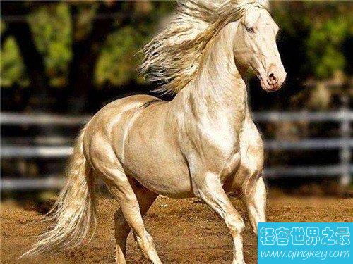 世界上最贵的马，不敢想象一匹马的价格竟然上亿元
