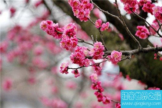 中国十大名花排名，梅花被称为花中之魁