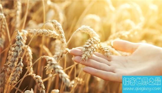 世界小麦产量排名，中国的强大是世界有目共睹的！