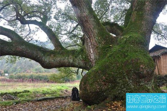 世界上最长寿的树排名，第一名现在已经四千多岁！