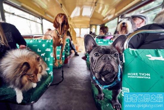 世界首辆狗狗观光巴士，英国K9号(带爱犬去旅游)