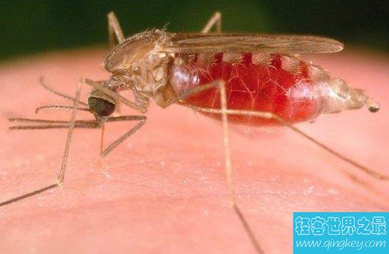 世界上第一只转基因蚊子，使它们无法传播疟疾