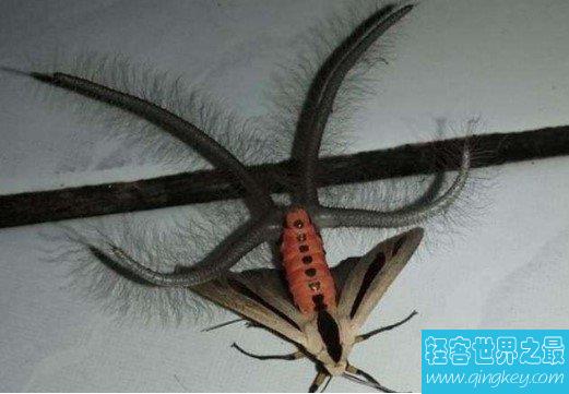 世界上最可怕的昆虫，四肢触角全是毛，宛如铁钩