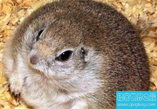 世界上最肥的松鼠，比一个脸盆都要大